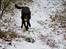 Labrador retriever Aslan *-Bor hos hans hundefar-*