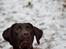Labrador retriever Aslan *-Bor hos hans hundefar-* - Bolden er kastet ;)