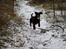 Labrador retriever Aslan *-Bor hos hans hundefar-*