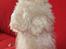 Sealyham terrier Asterix