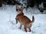 Chihuahua Chihuanas Flush of Hearts - Momo - 14.01.2016