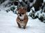 Chihuahua Chihuanas Flush of Hearts - Momo - 14.01.2016
