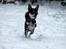 Chihuahua Chihuanas Blueberry Yum Yum - Evee - 14.01.2016