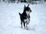 Chihuahua Chihuanas Blueberry Yum Yum - Evee - 14.01.2016