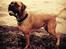 Boxer Bongo
