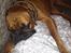 Boxer Bongo