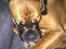 Boxer Bongo