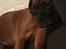 Boxer Bongo