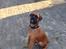 Boxer Bongo