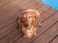 Gravhund Berta - Berta:)