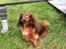 Gravhund Berta - Min lille spring hund