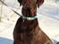 Labrador retriever Aslan *-Bor hos hans hundefar-*