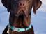Labrador retriever Aslan *-Bor hos hans hundefar-*