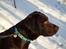 Labrador retriever Aslan *-Bor hos hans hundefar-*