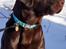 Labrador retriever Aslan *-Bor hos hans hundefar-*