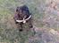 Staffordshire bull terrier Micka