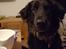 Blanding af racer Leika r.i.p. d. 19.05.18
