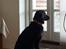 Blanding af racer Leika r.i.p. d. 19.05.18