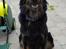 Blanding af racer Leika r.i.p. d. 19.05.18