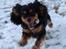 Cavalier king charles spaniel Lulu