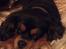 Cavalier king charles spaniel Lulu