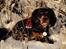 Cavalier king charles spaniel Lulu