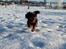 Cavalier king charles spaniel Lulu