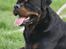 Rottweiler BASUKA 2 VOM HAUSE WENORRA