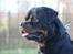 Rottweiler BASUKA 2 VOM HAUSE WENORRA