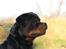 Rottweiler BASUKA 2 VOM HAUSE WENORRA
