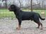 Rottweiler BASUKA 2 VOM HAUSE WENORRA