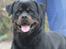 Rottweiler BASUKA 2 VOM HAUSE WENORRA