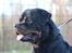 Rottweiler BASUKA 2 VOM HAUSE WENORRA