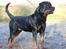 Rottweiler BASUKA 2 VOM HAUSE WENORRA