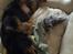 Cavalier king charles spaniel Matti