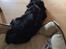 Cavalier king charles spaniel Matti