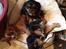 Cavalier king charles spaniel Matti