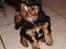 Cavalier king charles spaniel Matti