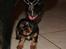 Cavalier king charles spaniel Matti
