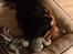 Cavalier king charles spaniel Matti