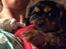 Cavalier king charles spaniel Matti