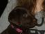 Labrador retriever Maddie