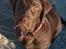 Labrador retriever Maddie - du siger bare til når jeg må løbe