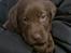 Labrador retriever Maddie