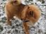 Eurasier Enzo ( Balule's Inxs)
