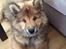 Eurasier Enzo ( Balule's Inxs)