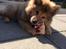 Eurasier Enzo ( Balule's Inxs) - 12 uger