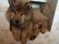 Eurasier Enzo ( Balule's Inxs)