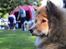 Eurasier Enzo ( Balule's Inxs)