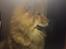 Eurasier Enzo ( Balule's Inxs)